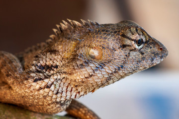 Macro close-up of Calotes, Oriental garden lizard