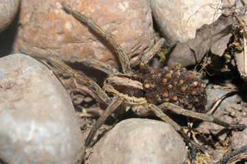 A Hogna Radiata, Wolf Spider with babies on her back