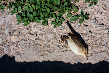 A dead bird (Common grasshopper warbler) on the road