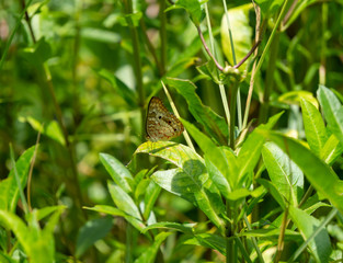 Fototapeta premium butterfly on the grass