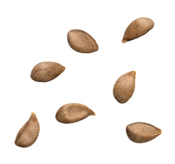 Apple seeds on white background
