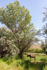 A donkey resting in nearby a tree, East Azerbaijan province, Iran