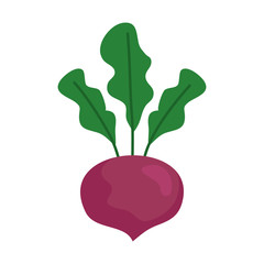 radish fresh vegetable, in white background vector illustration design