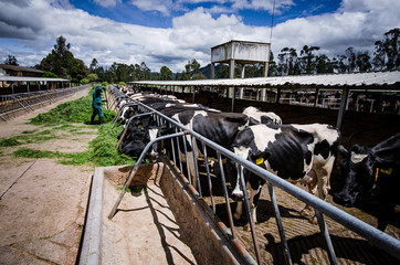 Ganadería de las sabanas de Bogotá_Ganado multiproposito, producción de leche y carne; Bogotá...