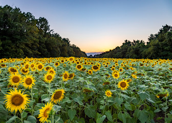 Obraz premium Field of sunflowers