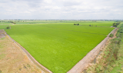 aerial view from flying drone of Field rice with landscape green pattern nature background, top view field rice
