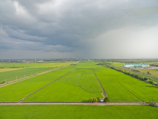 aerial view from flying drone of Field rice with landscape green pattern nature background, top view field rice
