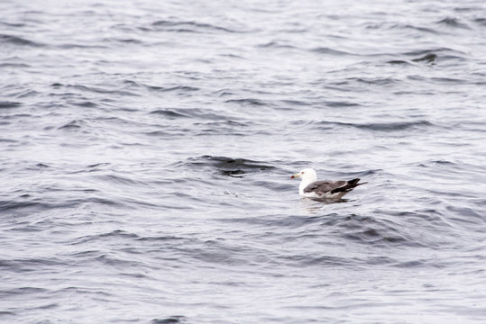 Seagull floats on the waves of the sea. Seagull in the water