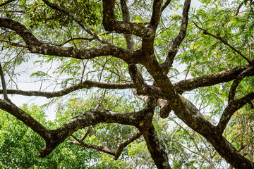 plantas y arboles en Yopal Colombia
