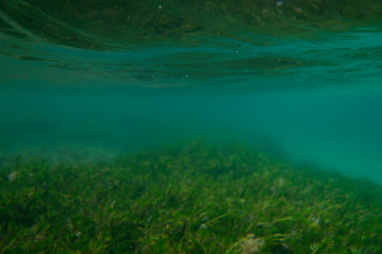 underwater rocks and plants