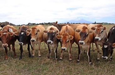line up of cows on a farm in New Zealand
