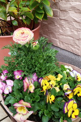 パンジーとラナンキュラスの寄せ植え