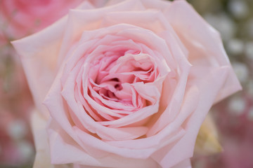Obraz na płótnie Canvas rose flower background, colorful background