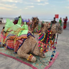 brightly decorated camel in the desert in India