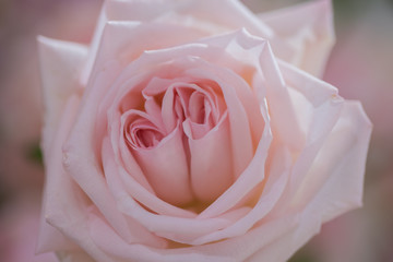 rose flower background,  colorful background