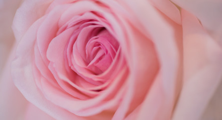 rose flower background,  colorful background