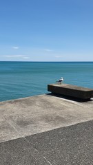 one seagull on concrete walkway by ocean