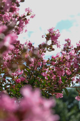 Flores / Flowers