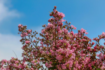 Flores / Flowers