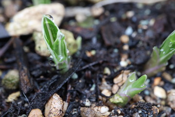 ギボウシの芽生え