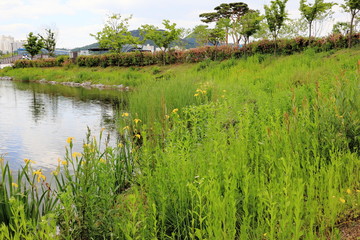 꽃창포가 피어있는 호수가의 풍경