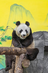 Obraz premium Pandas Rui and Dindin in the 