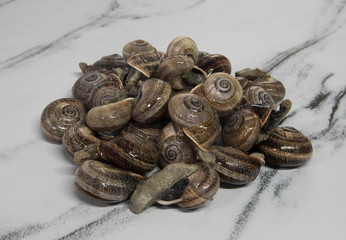 Portuguese cuisine. Raw food products. Land snails ready for cooking.