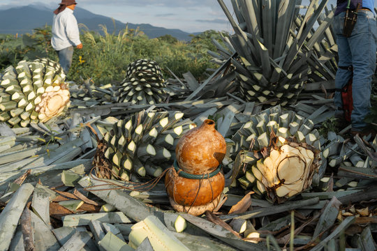 La jicara o cantimplora de donde toman agua los jimadores est&aacute; al lado de las bolas de agave.