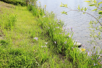 Obraz na płótnie Canvas 꽃창포가 피어있는 호수가의 풍경