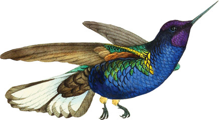 Hummingbird Illustration Isolated on White