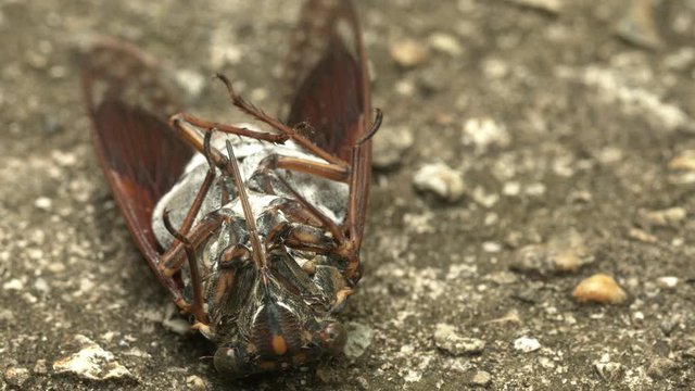 Dying cicada laying on back with ants.