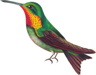 Hummingbird Illustration Isolated on White