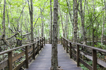 wooden bridge in the forest