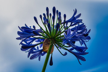 Blaue Schmucklilie © blende11.photo