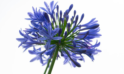 Blaue Schmucklilie © blende11.photo