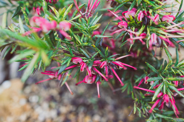 native Australian red grevillea plant outdoor in a sunny backyard