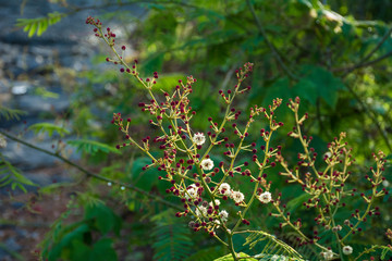 wild flower
