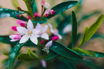 eriostemon philotheca plant with pink flowers