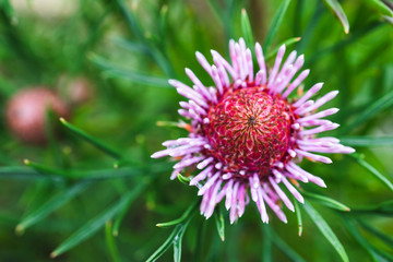 Obraz premium native Australian candy cone isopogon plant with pink flowers