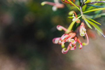 native Australian grevillea semper florens plant with yellow and pink flowers