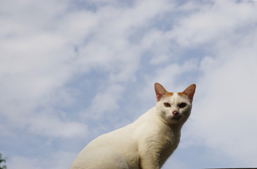 The white cat on the roof of my house