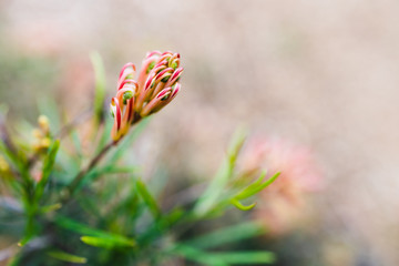 native Australian grevillea semper florens plant with yellow and pink flowers