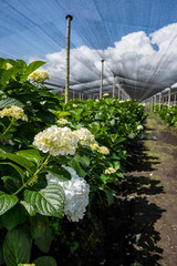 Producción Agricola en Rionegro Antioquia, Colombia, trabajo de floricultura y productos agrícolas 