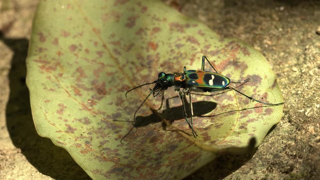 Japanese tiger beetle resting on a leaf