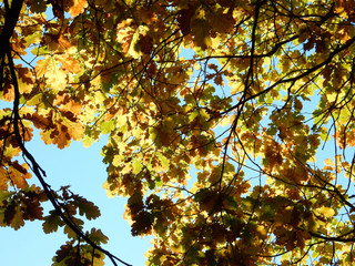 oak, autumn oak foliage against the sky, selective focus.