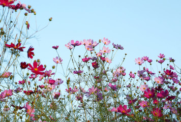Obraz na płótnie Canvas ピンク色のコスモスの花