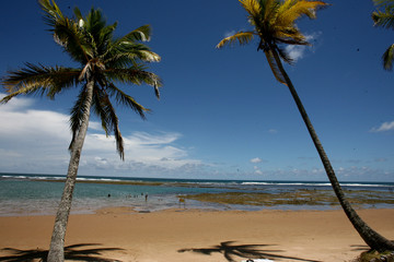 camamu, bahia / brazil - december 27, 2011: coconut tree is seen on the edge of Taipu de Fora beach...