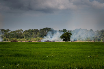 quema de cultivos en Tumaco Nariño Colombia