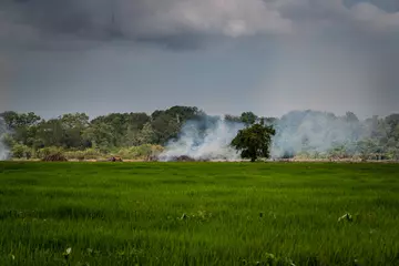Fotobehang quema de cultivos en Tumaco Nariño Colombia © Wil.Amaya
