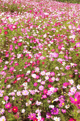 信州　高原のコスモス